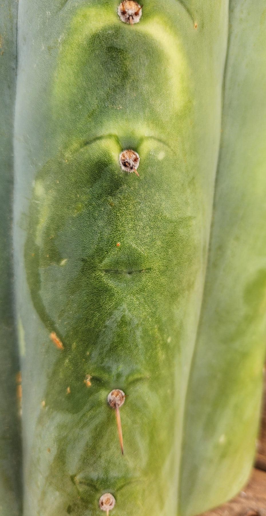 #EC266 EXACT Trichocereus Pachanoi SKIP Cactus Cutting 11.5"-Cactus - Large - Exact-The Succulent Source