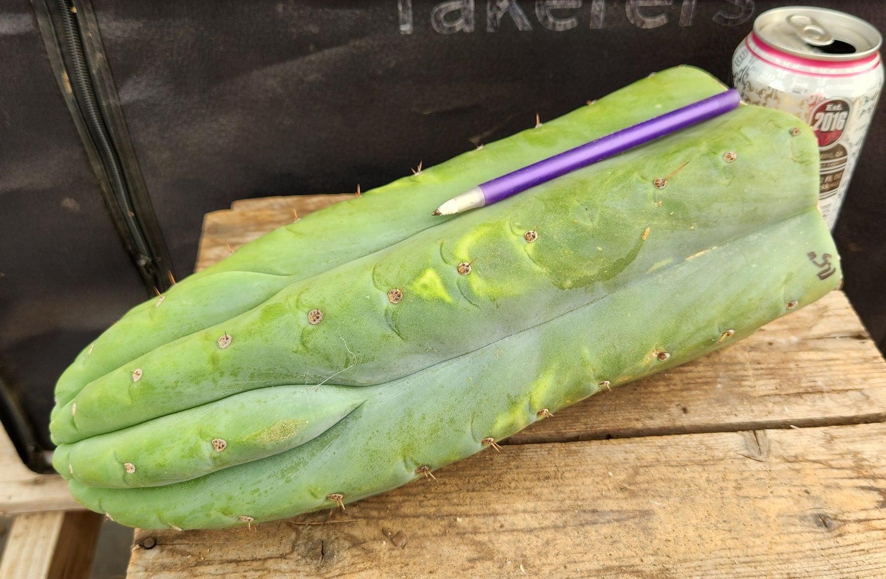 #EC266 EXACT Trichocereus Pachanoi SKIP Cactus Cutting 11.5"-Cactus - Large - Exact-The Succulent Source