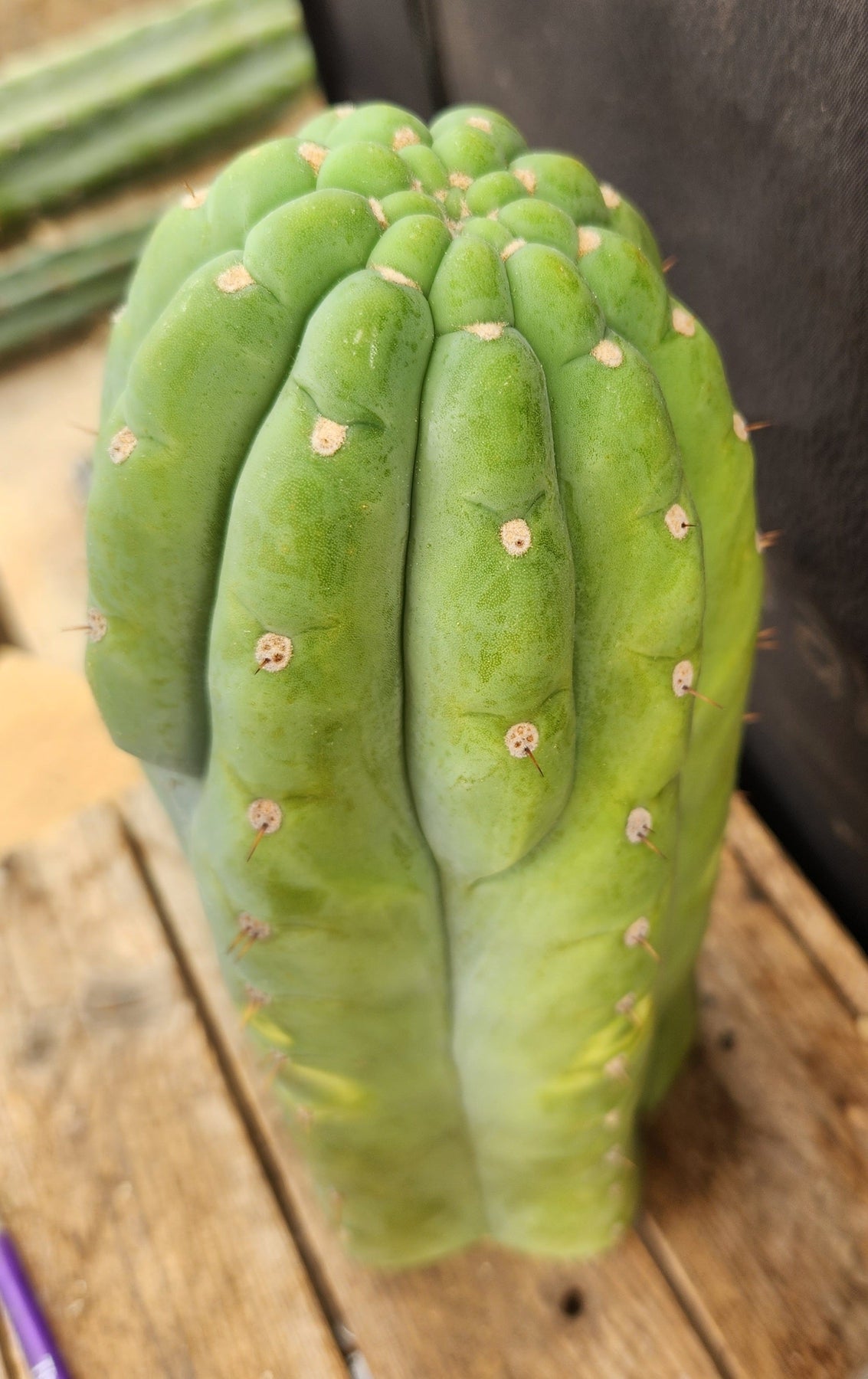 #EC266 EXACT Trichocereus Pachanoi SKIP Cactus Cutting 11.5"-Cactus - Large - Exact-The Succulent Source