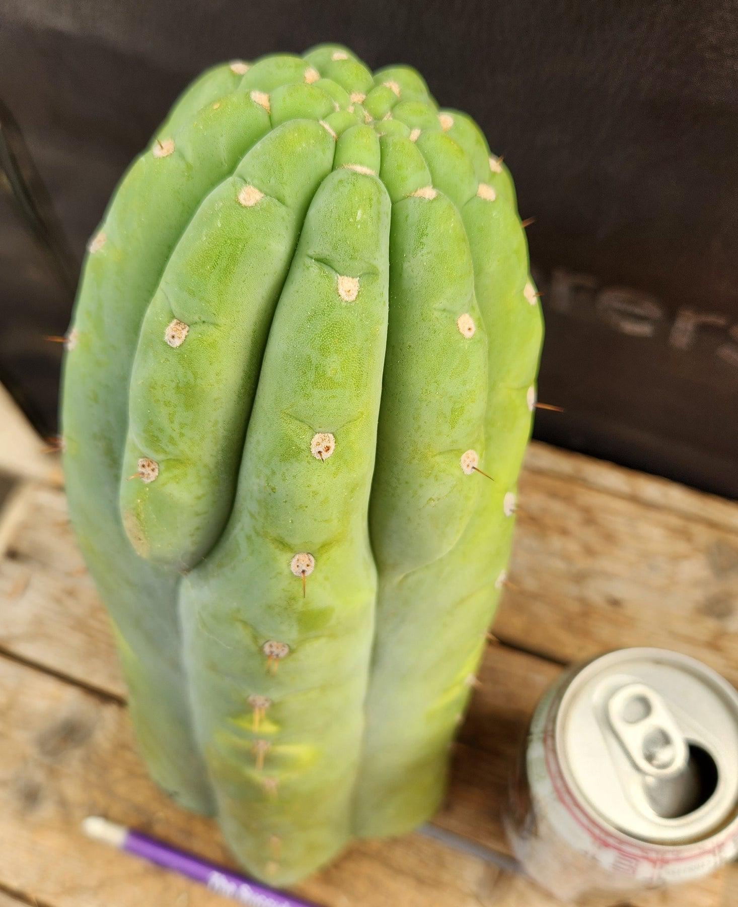 #EC266 EXACT Trichocereus Pachanoi SKIP Cactus Cutting 11.5"-Cactus - Large - Exact-The Succulent Source