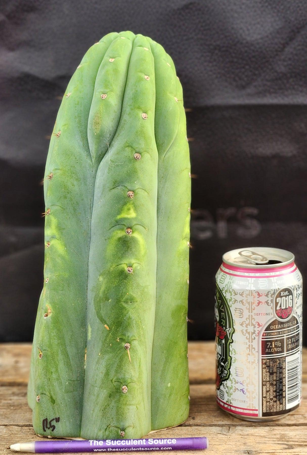 #EC266 EXACT Trichocereus Pachanoi SKIP Cactus Cutting 11.5"-Cactus - Large - Exact-The Succulent Source