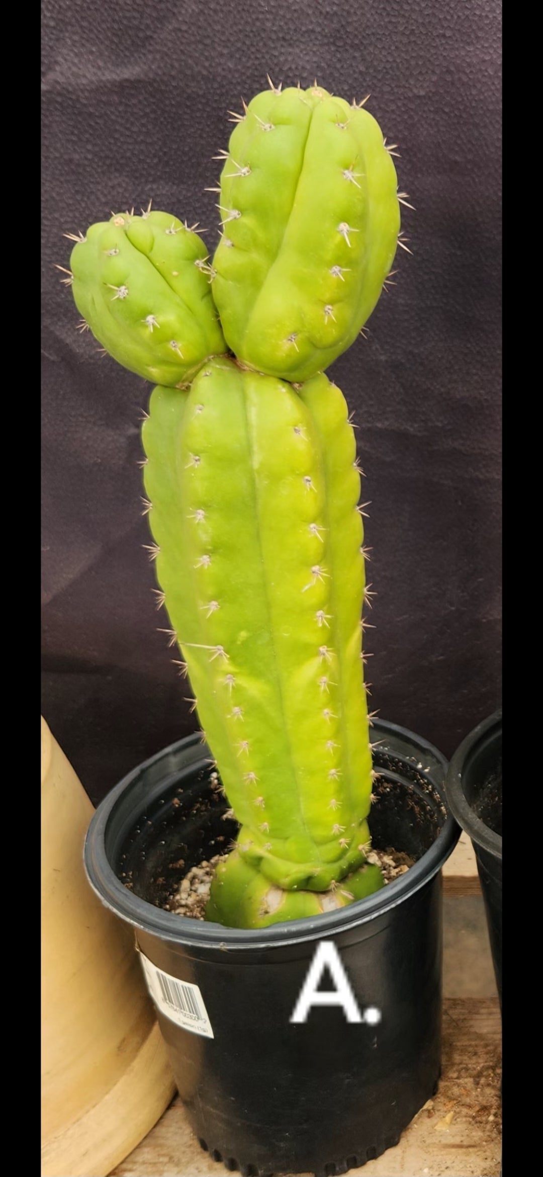 #EC267 EXACT Trichocereus Pachanoi Monstrose TPM Cactus Cuttings & Potted-Cactus - Large - Exact-The Succulent Source