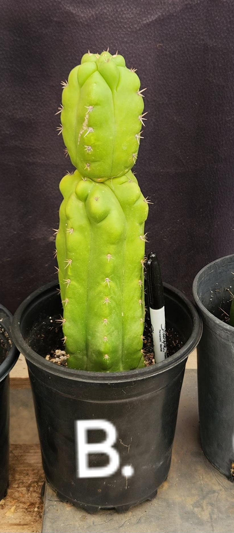 #EC267 EXACT Trichocereus Pachanoi Monstrose TPM Cactus Cuttings & Potted-Cactus - Large - Exact-The Succulent Source