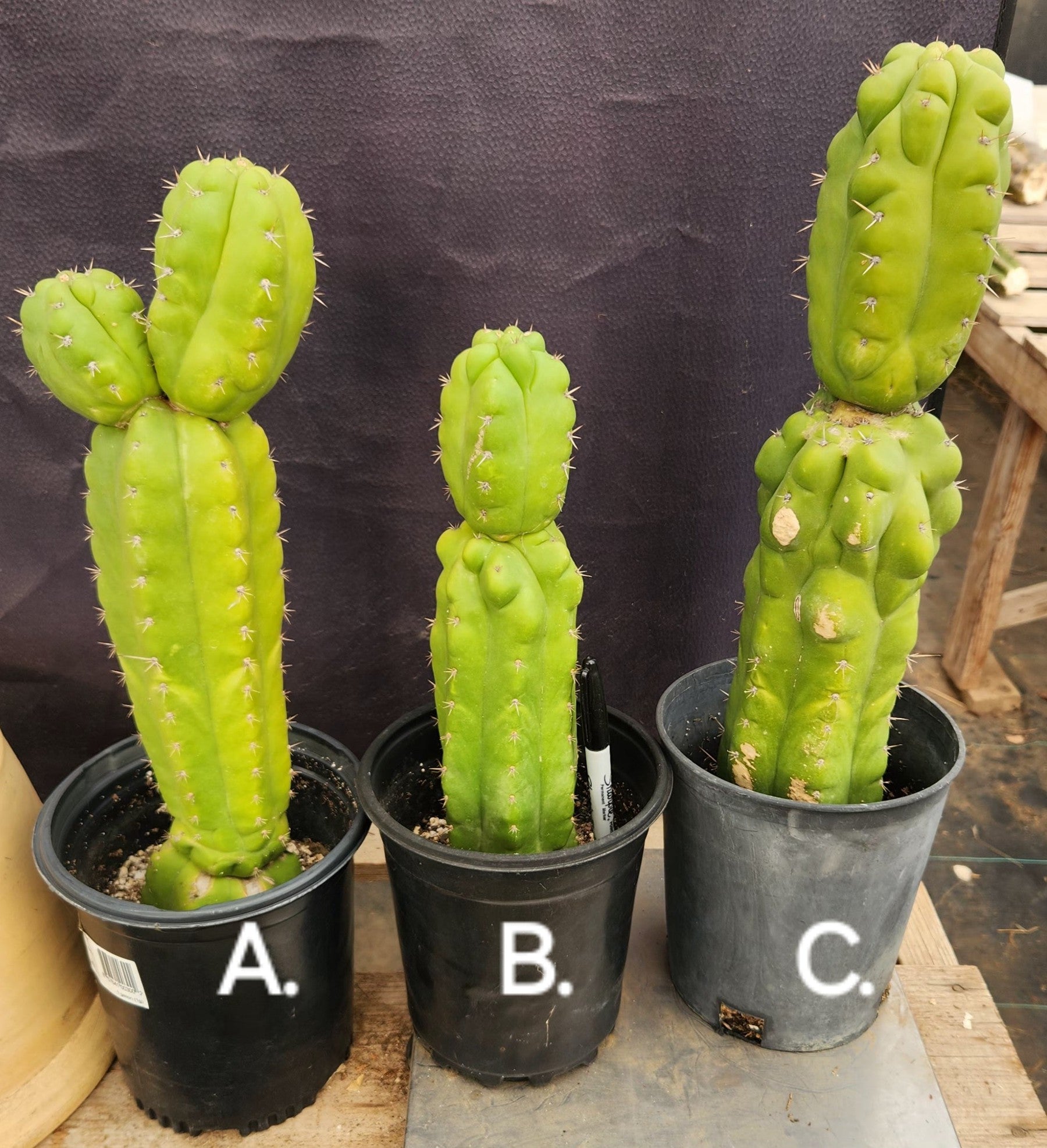 #EC267 EXACT Trichocereus Pachanoi Monstrose TPM Cactus Cuttings & Potted-Cactus - Large - Exact-The Succulent Source