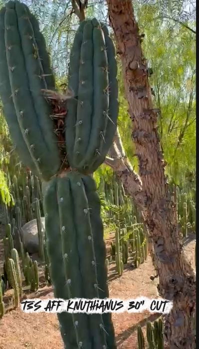 #EC267 Friday Trichocereus Cactus Cutting Video Special W Lora-Cactus - Large - Exact-The Succulent Source