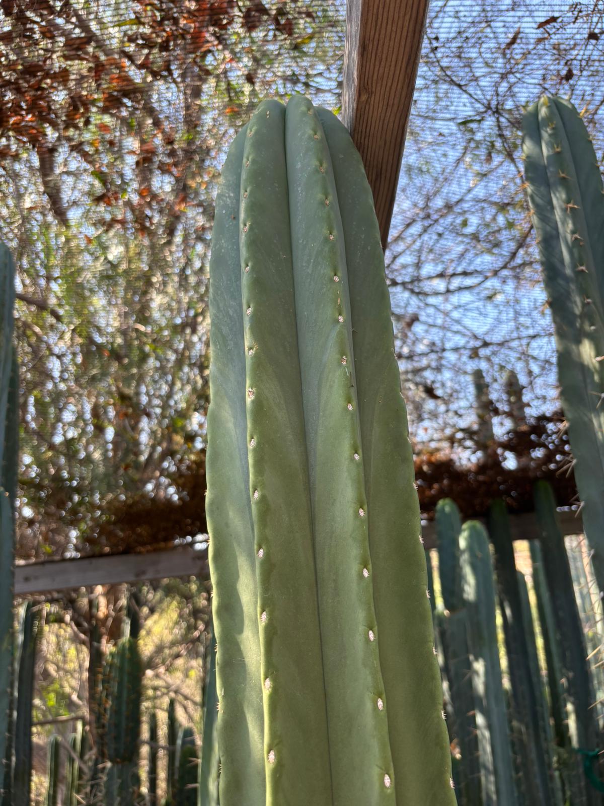 #EC267 Friday Trichocereus Cactus Cutting Video Special W Lora-Cactus - Large - Exact-The Succulent Source