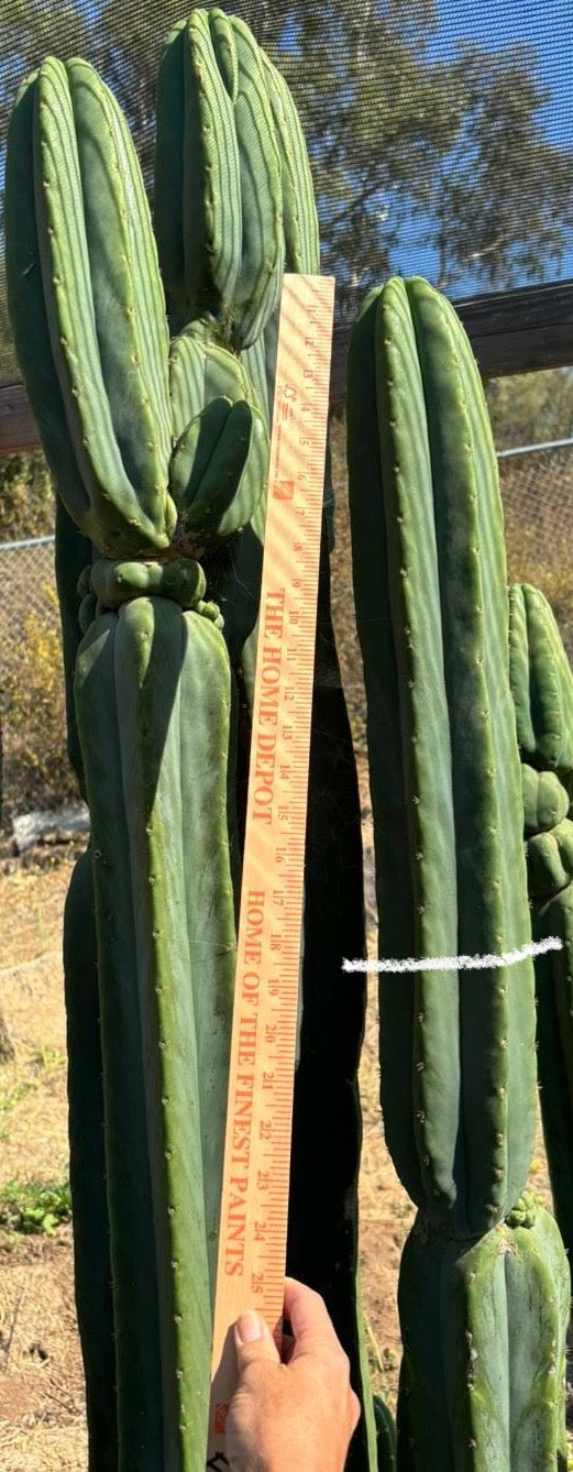 #EC267 Friday Trichocereus Cactus Cutting Video Special W Lora-Cactus - Large - Exact-The Succulent Source