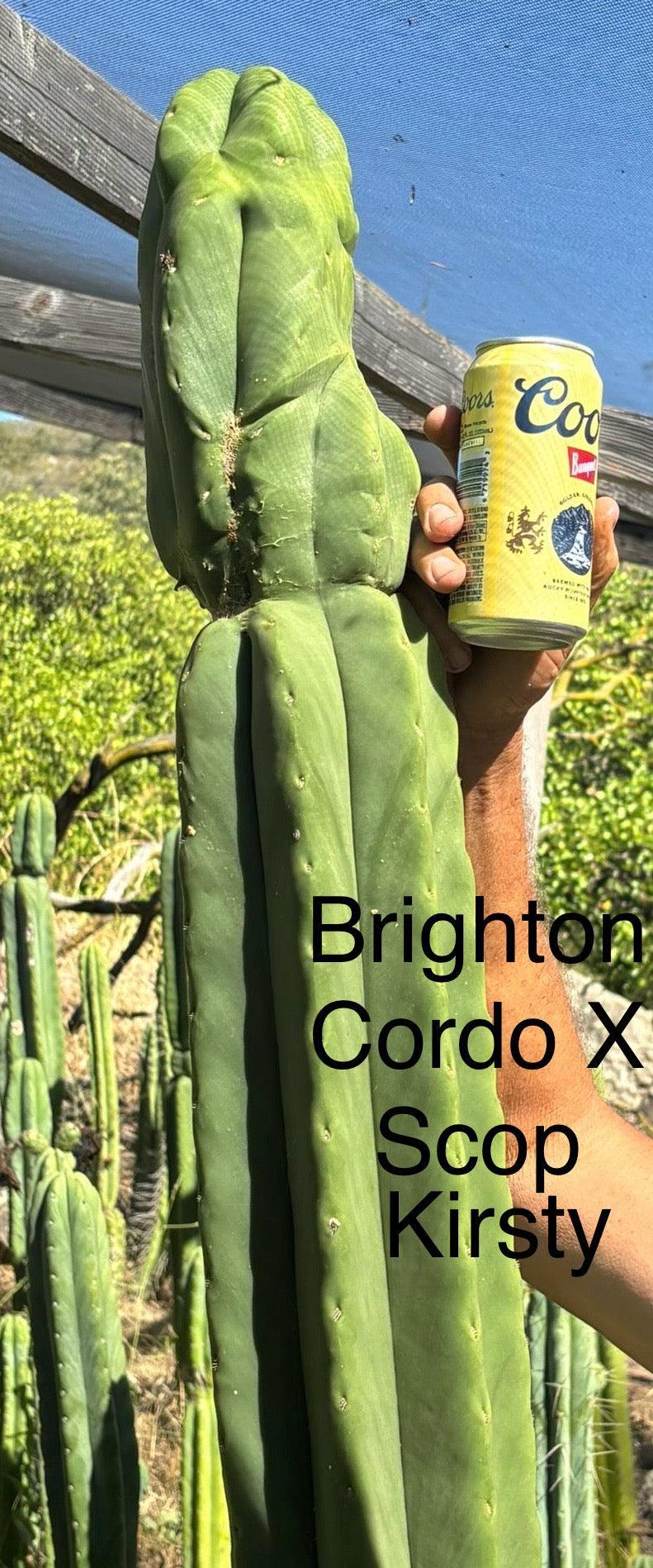 #EC267 Friday Night Lora Trichocereus Special Cactus Cuttings-Cactus - Large - Exact-The Succulent Source
