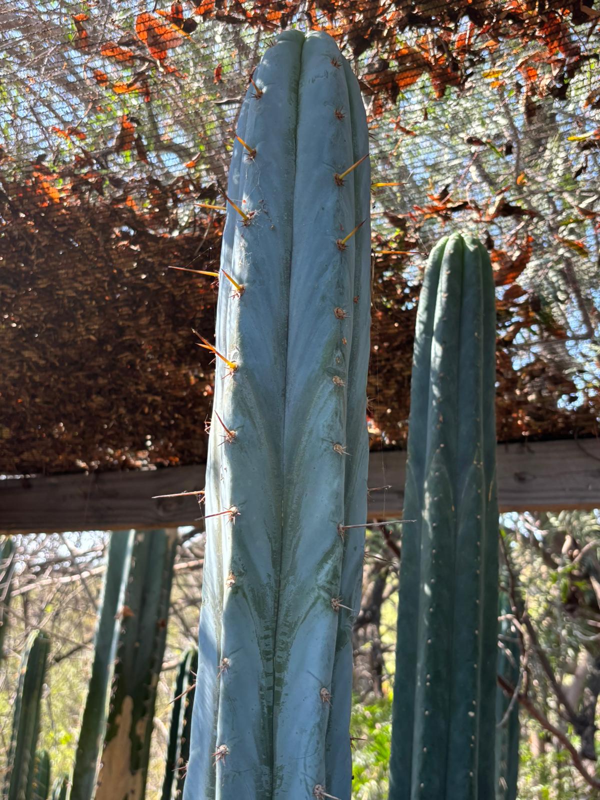 #EC267 Friday Trichocereus Cactus Cutting Video Special W Lora-Cactus - Large - Exact-The Succulent Source
