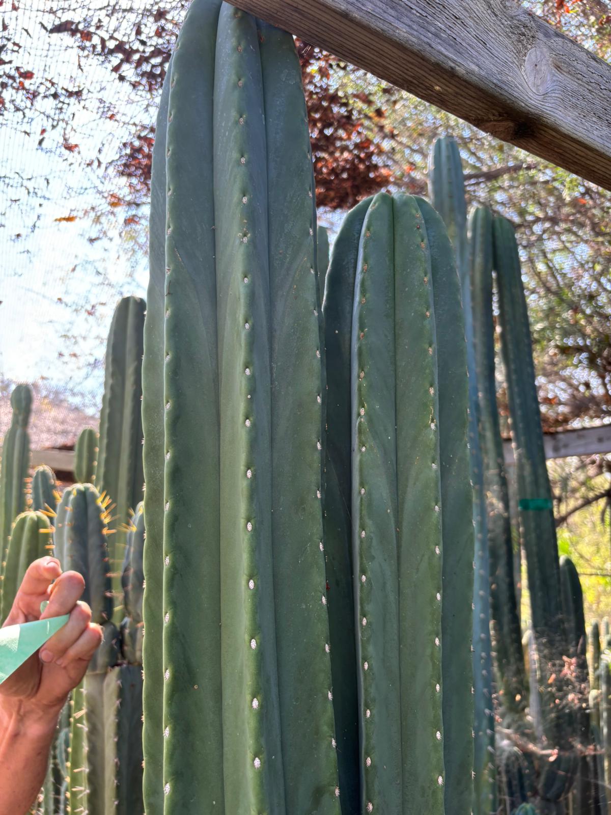#EC267 Friday Trichocereus Cactus Cutting Video Special W Lora-Cactus - Large - Exact-The Succulent Source