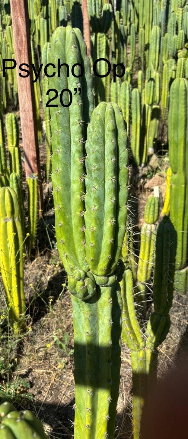 #EC267 Friday Night Lora Trichocereus Special Cactus Cuttings-Cactus - Large - Exact-The Succulent Source