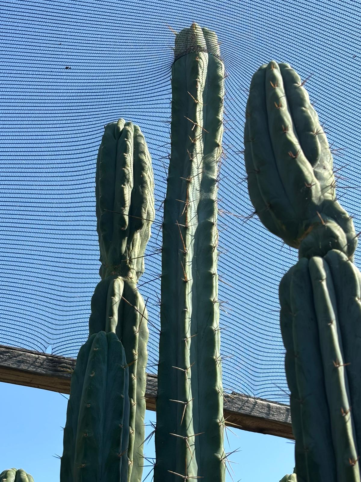 #EC267 Friday Trichocereus Cactus Cutting Video Special W Lora-Cactus - Large - Exact-The Succulent Source