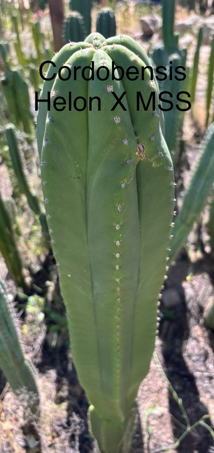 #EC267 Friday Night Lora Trichocereus Special Cactus Cuttings-Cactus - Large - Exact-The Succulent Source