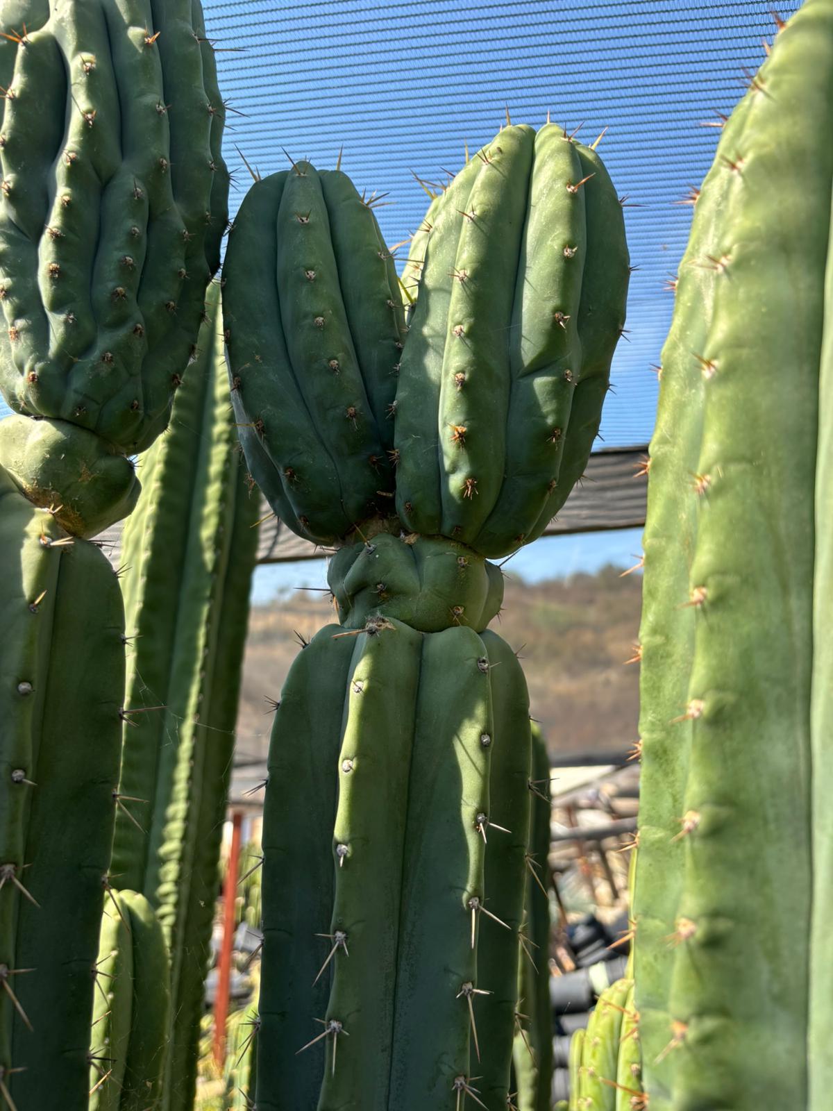 #EC267 Friday Trichocereus Cactus Cutting Video Special W Lora-Cactus - Large - Exact-The Succulent Source