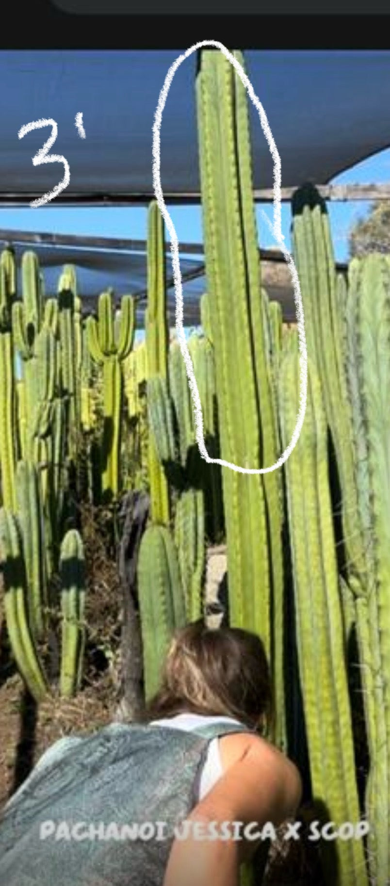 #EC267 Friday Night Lora Trichocereus Special Cactus Cuttings-Cactus - Large - Exact-The Succulent Source