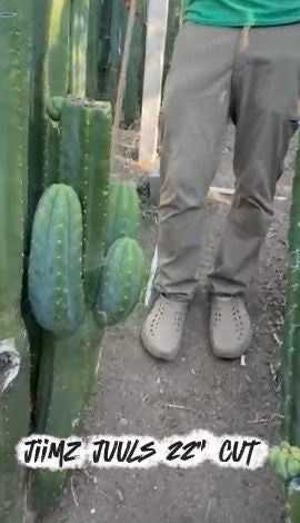 #EC267 Friday Trichocereus Cactus Cutting Video Special W Lora-Cactus - Large - Exact-The Succulent Source