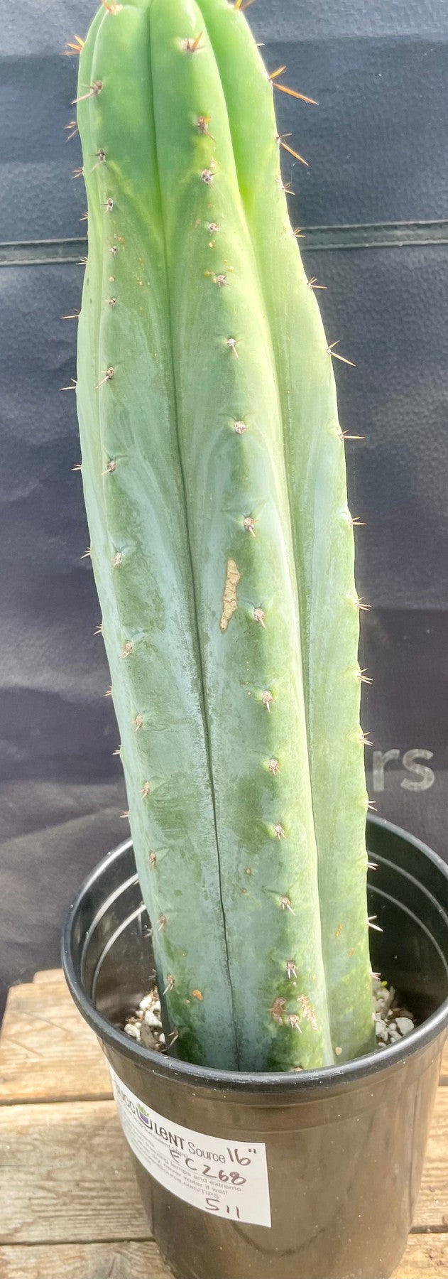 #EC268 EXACT Trichocereus hybrid Juuls X Peru Cactus 16”-Cactus - Large - Exact-The Succulent Source