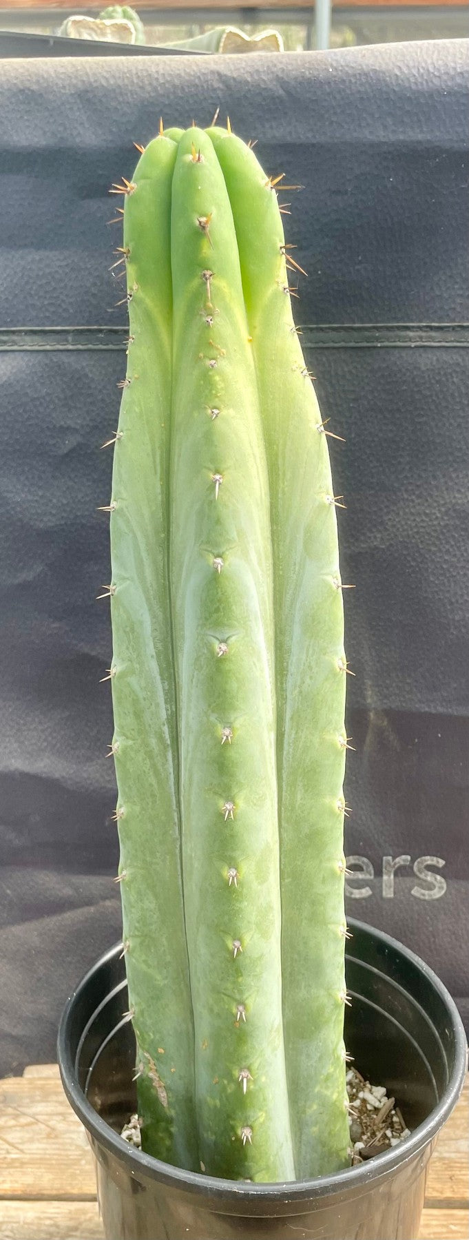 #EC268 EXACT Trichocereus hybrid Juuls X Peru Cactus 16”-Cactus - Large - Exact-The Succulent Source