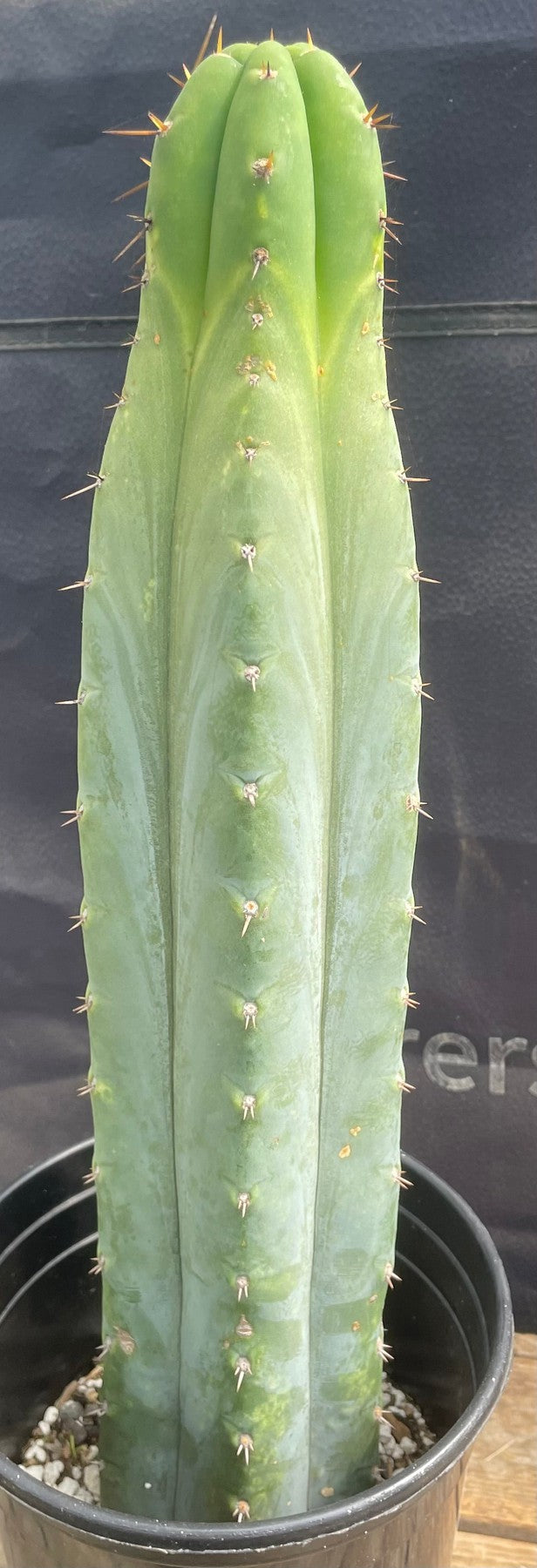 #EC268 EXACT Trichocereus hybrid Juuls X Peru Cactus 16”-Cactus - Large - Exact-The Succulent Source