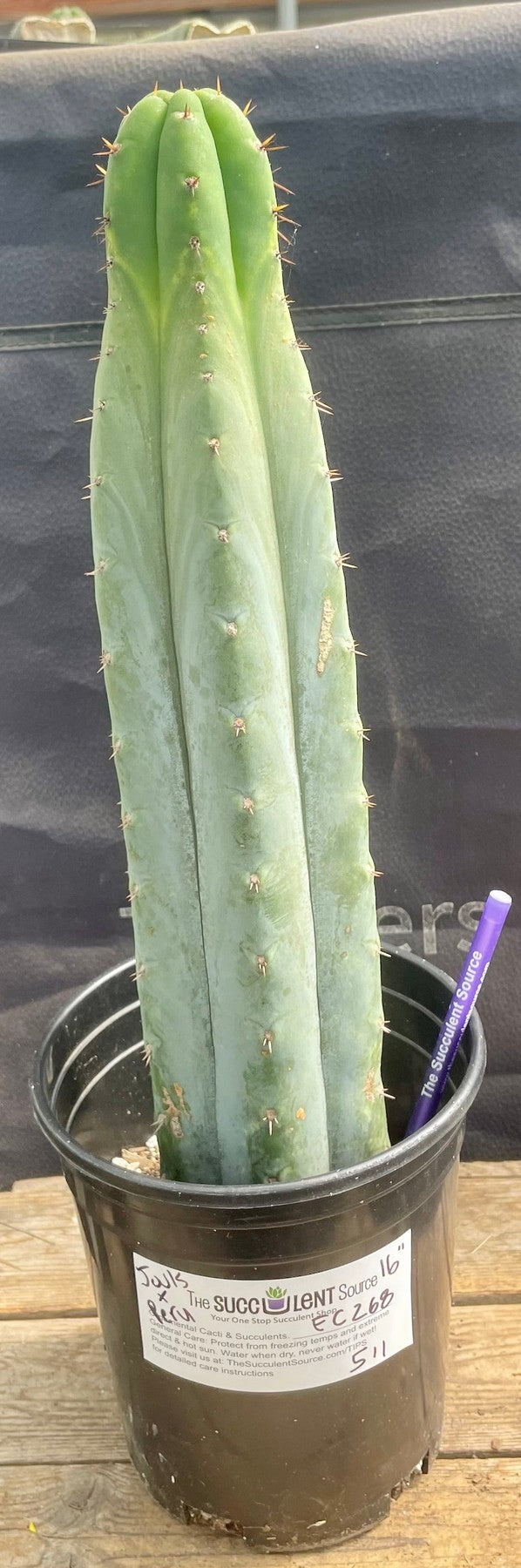 #EC268 EXACT Trichocereus hybrid Juuls X Peru Cactus 16”-Cactus - Large - Exact-The Succulent Source