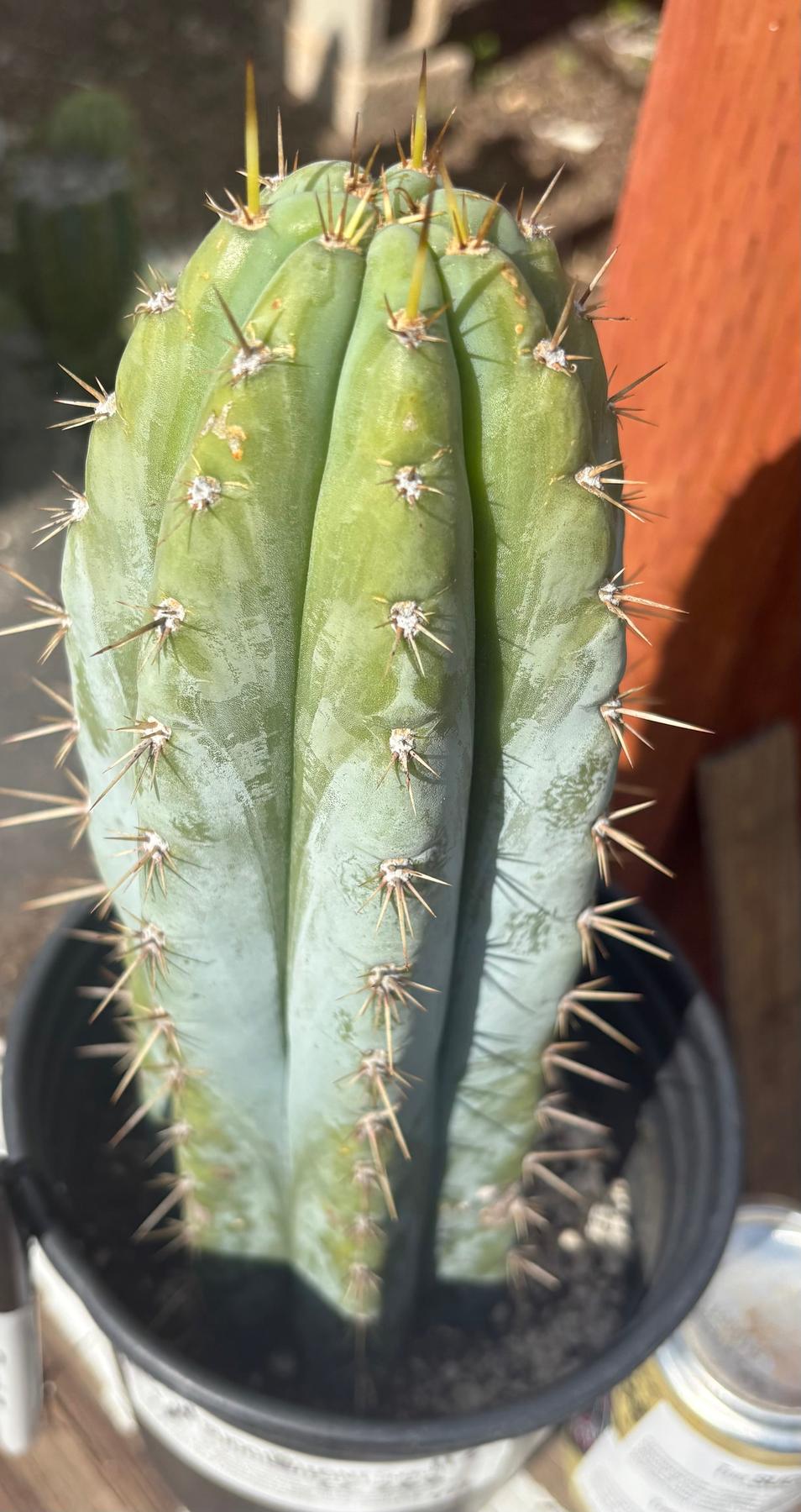 #EC268 EXACT Trichocereus hybrid Peruvianus Tripsis2 X Peru Sharxx Blue Cactus 11.5”-Cactus - Large - Exact-The Succulent Source