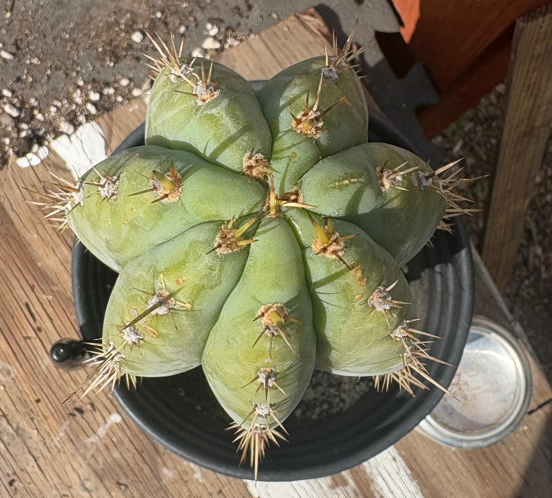 #EC268 EXACT Trichocereus hybrid Peruvianus Tripsis2 X Peru Sharxx Blue Cactus 11.5”-Cactus - Large - Exact-The Succulent Source