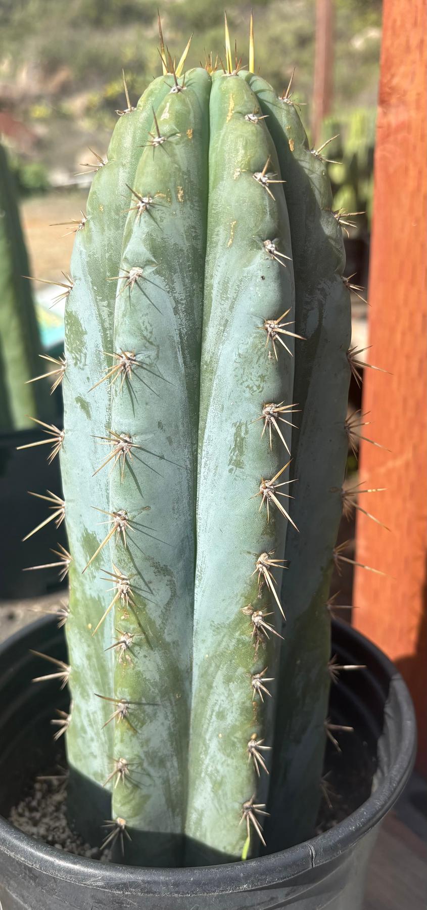 #EC268 EXACT Trichocereus hybrid Peruvianus Tripsis2 X Peru Sharxx Blue Cactus 11.5”-Cactus - Large - Exact-The Succulent Source