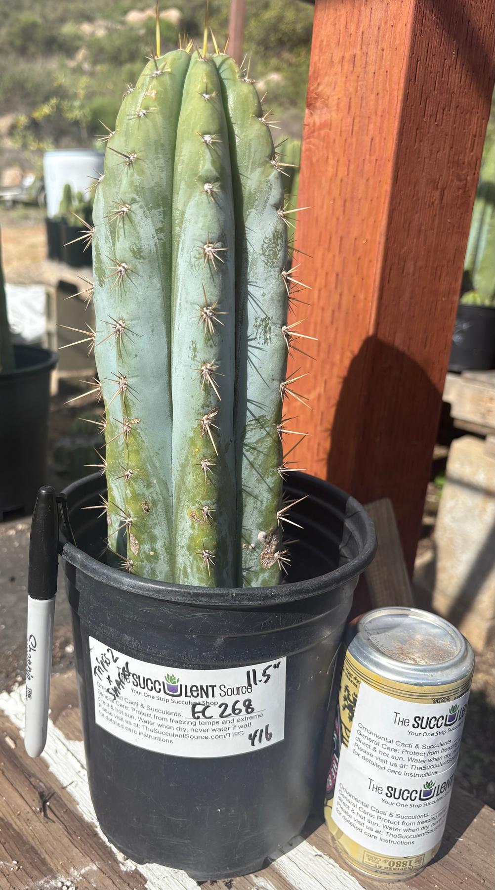 #EC268 EXACT Trichocereus hybrid Peruvianus Tripsis2 X Peru Sharxx Blue Cactus 11.5”-Cactus - Large - Exact-The Succulent Source