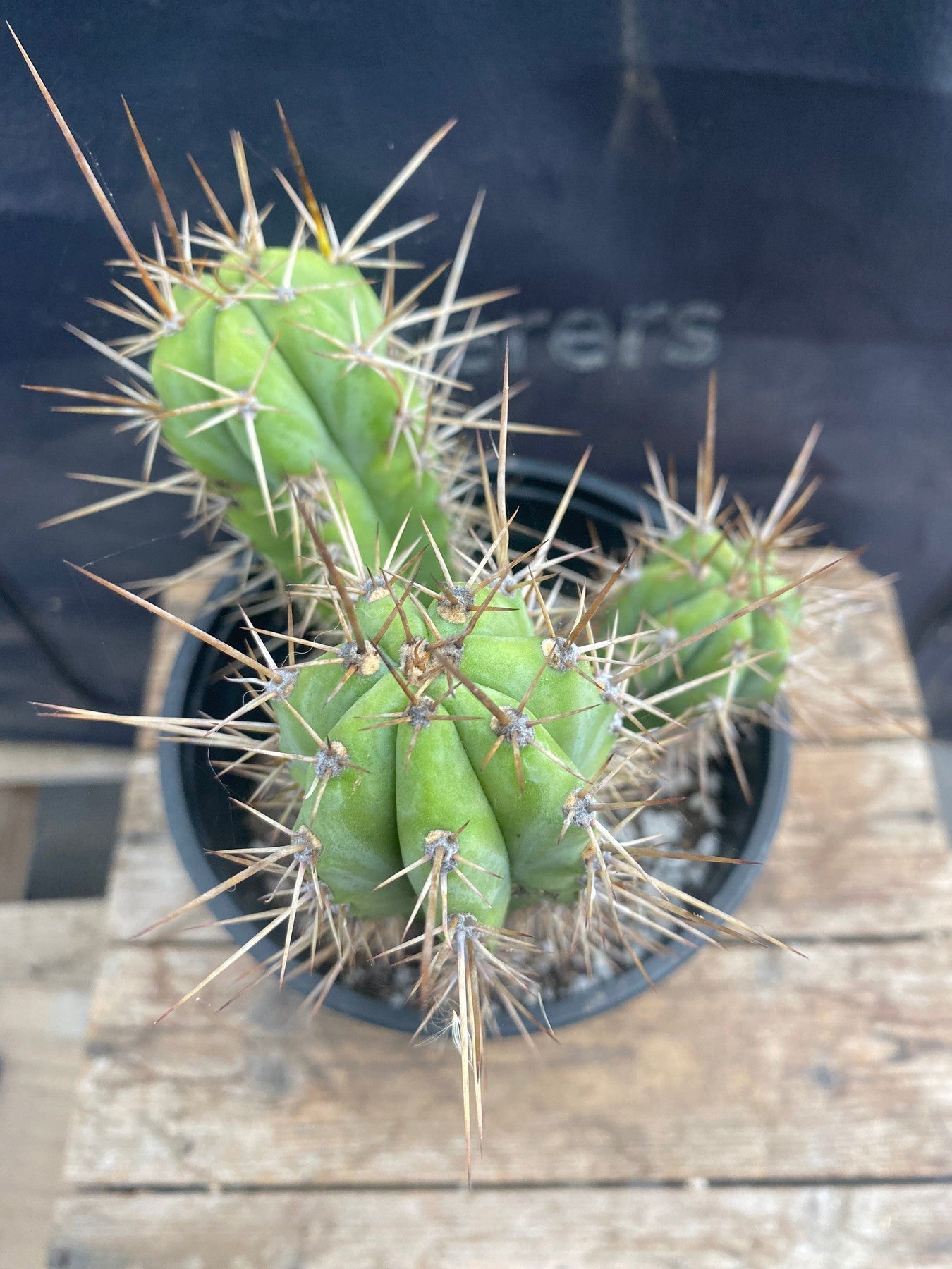 #EC268 EXACT Trichocereus hybrid SS0201 X Macrogonus Anok Cactus 8,7,5”-Cactus - Large - Exact-The Succulent Source