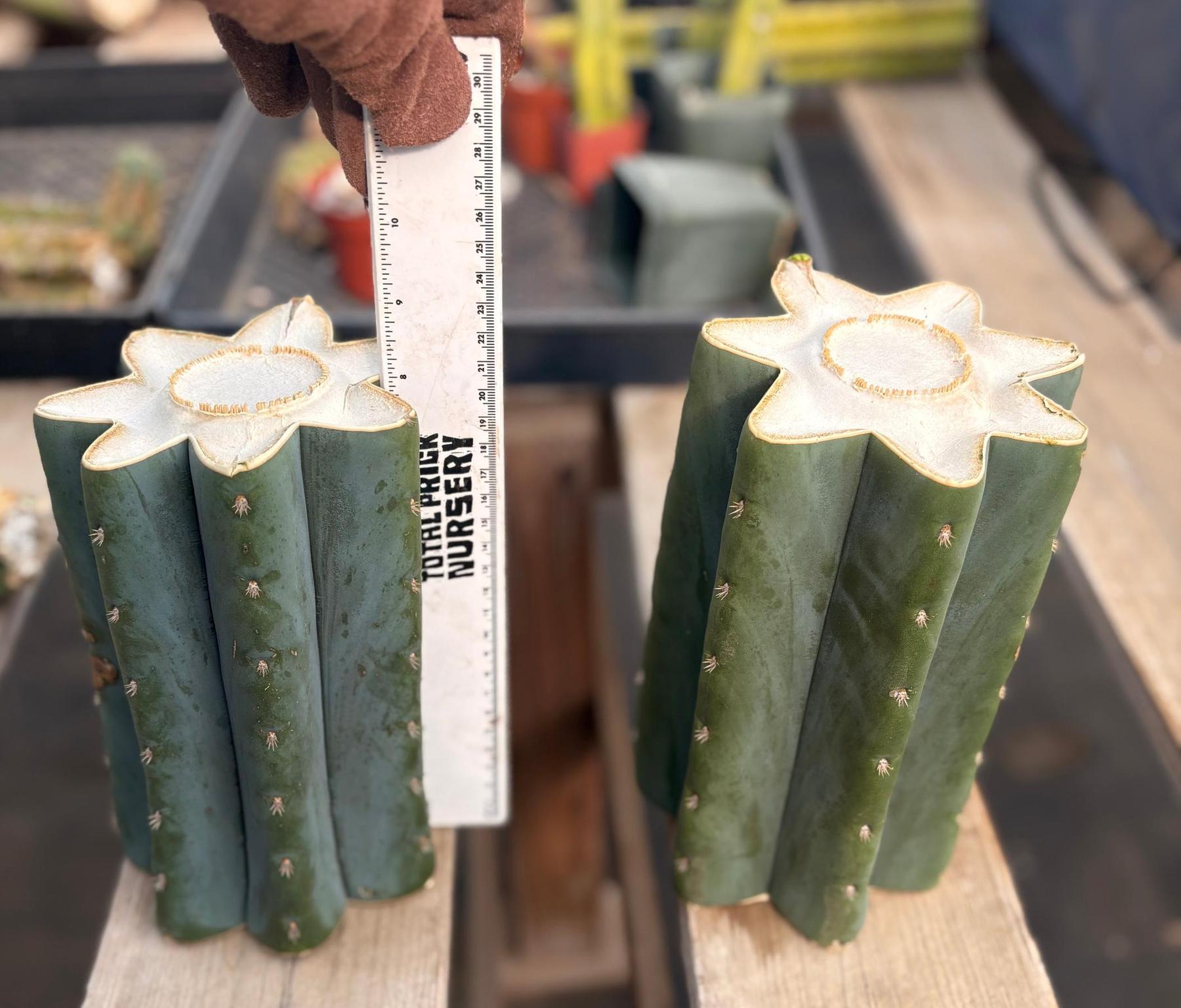 #EC268 Trichocereus hybrid Scopulicola Heynes X Peru Sharxx Blue “Roof Raiser” Cactus Cuttings-Cactus - Large - Exact-The Succulent Source