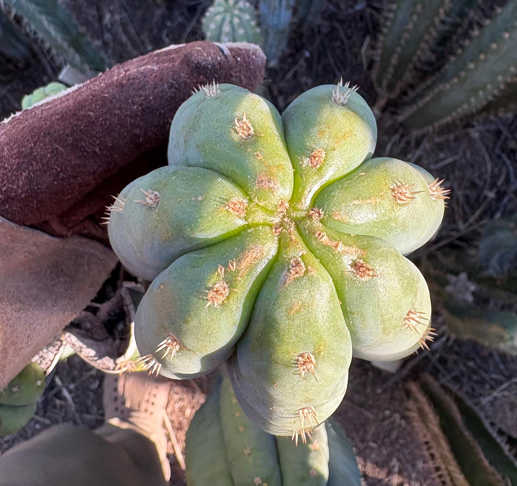 #EC268 Trichocereus hybrid Scopulicola Heynes X Peru Sharxx Blue “Roof Raiser” Cactus Cuttings-Cactus - Large - Exact-The Succulent Source