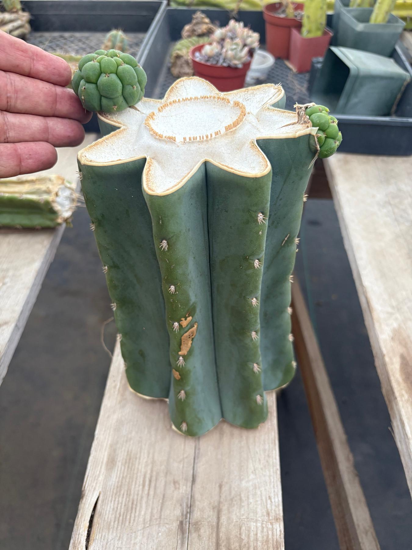 #EC268 Trichocereus hybrid Scopulicola Heynes X Peru Sharxx Blue “Roof Raiser” Cactus Cuttings-Cactus - Large - Exact-The Succulent Source
