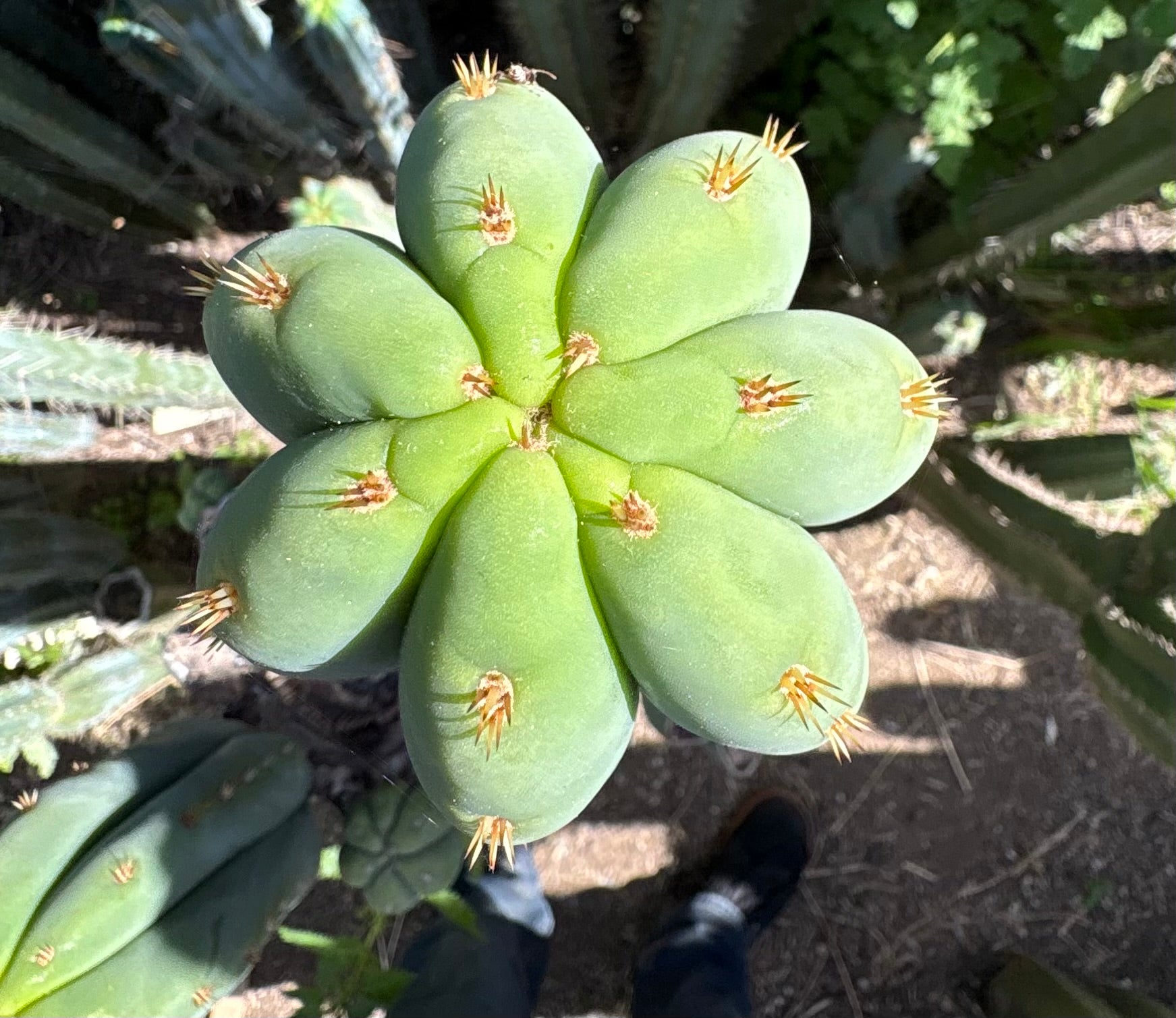 San Pedro Cactus for Sale Trichocereus - #EC268 Trichocereus
