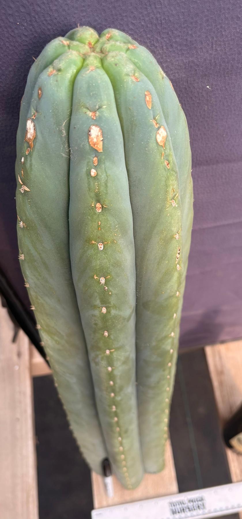 #EC268 Trichocereus hybrid Scopulicola Heynes X Peru Sharxx Blue “Roof Raiser” Cactus Cuttings-Cactus - Large - Exact-The Succulent Source