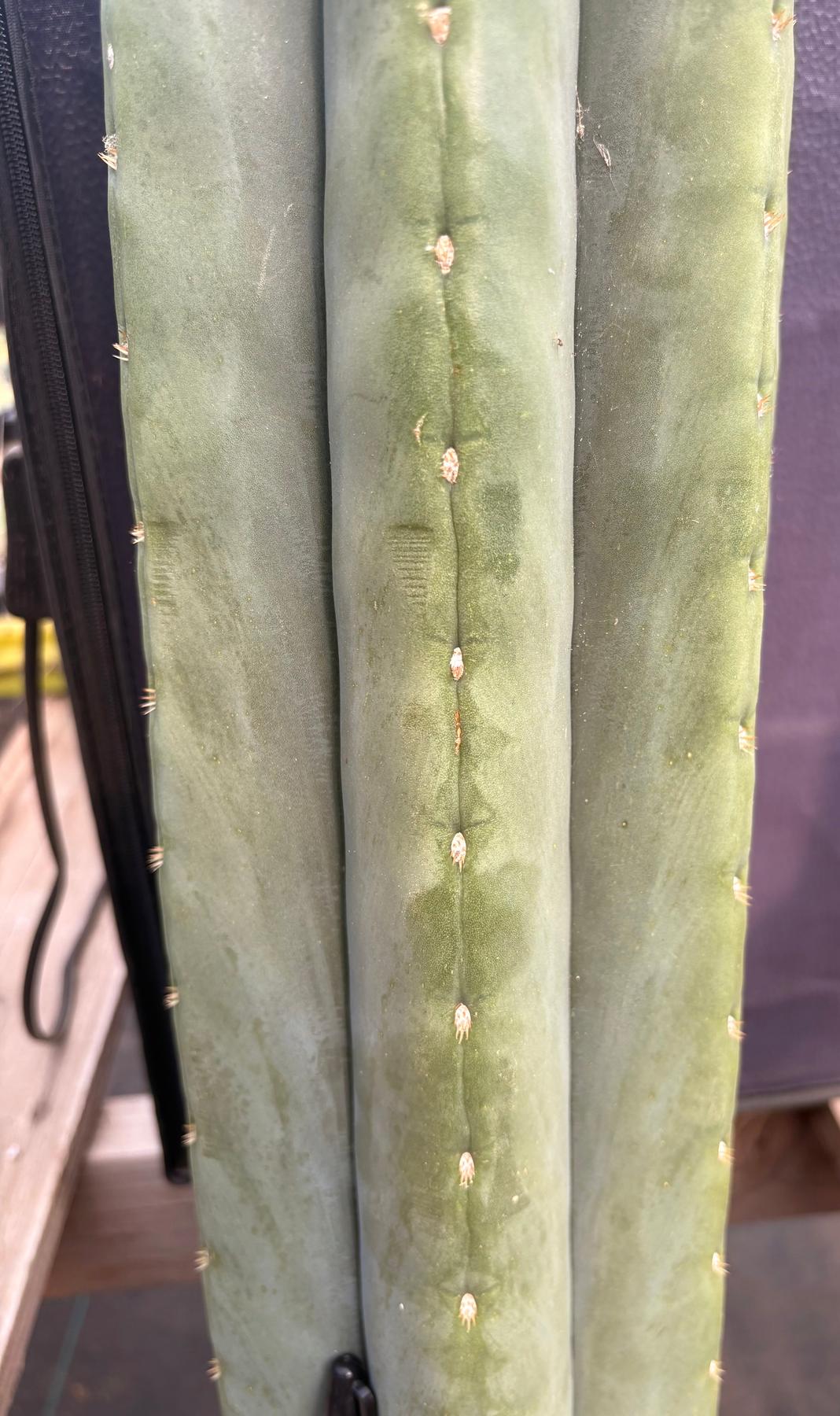 #EC268 Trichocereus hybrid Scopulicola Heynes X Peru Sharxx Blue “Roof Raiser” Cactus Cuttings-Cactus - Large - Exact-The Succulent Source