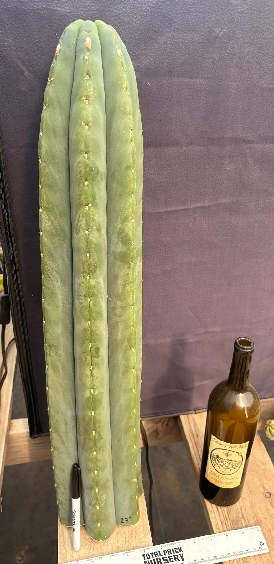 #EC268 Trichocereus hybrid Scopulicola Heynes X Peru Sharxx Blue “Roof Raiser” Cactus Cuttings-Cactus - Large - Exact-The Succulent Source