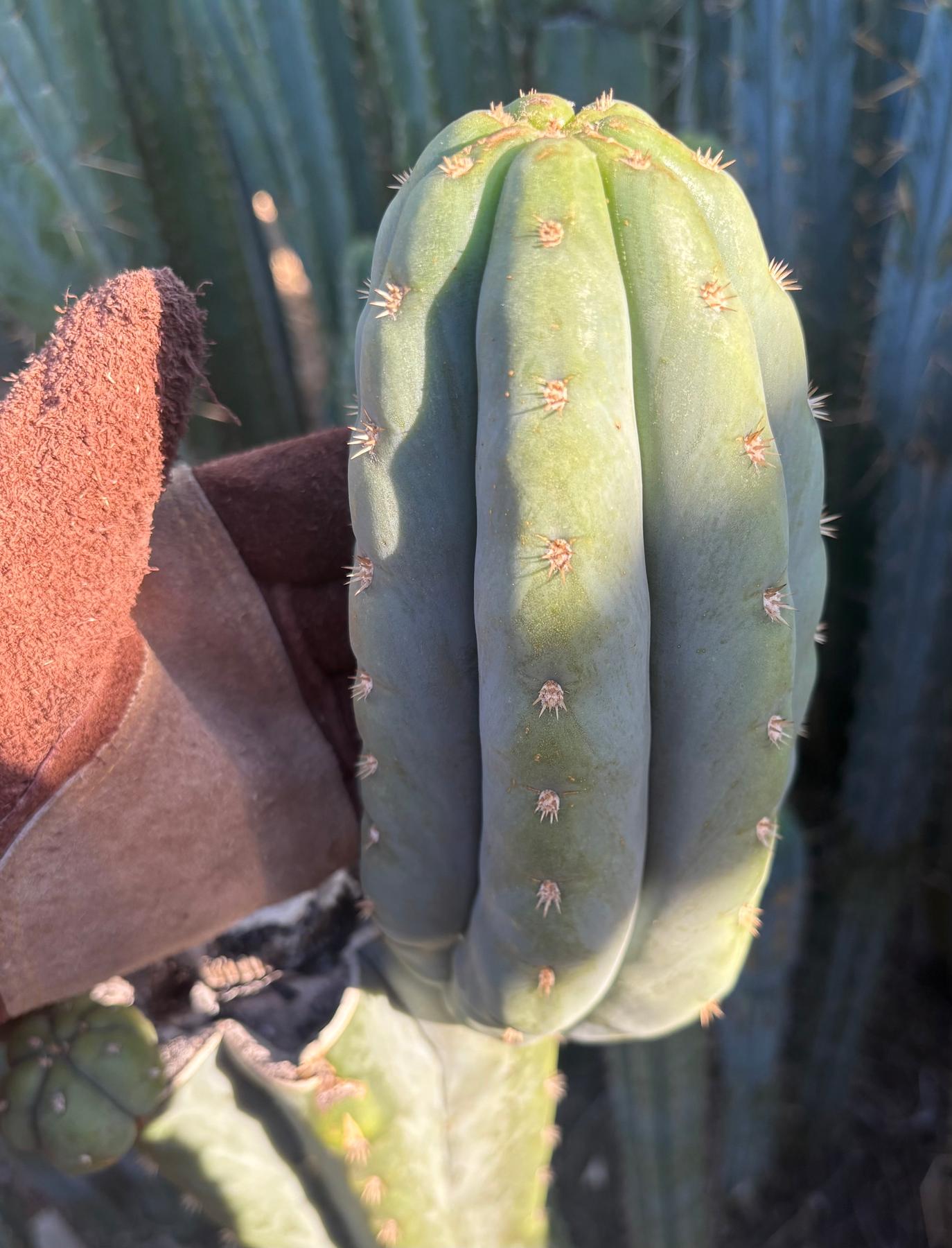 #EC268 Trichocereus hybrid Scopulicola Heynes X Peru Sharxx Blue “Roof Raiser” Cactus Cuttings-Cactus - Large - Exact-The Succulent Source