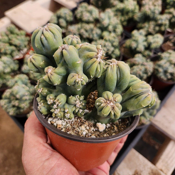 succulents box cereus ming thing cereus forbesii monstrose #EC269 Cereus Forbesii Monstrose Ming Thing Cactus 4"