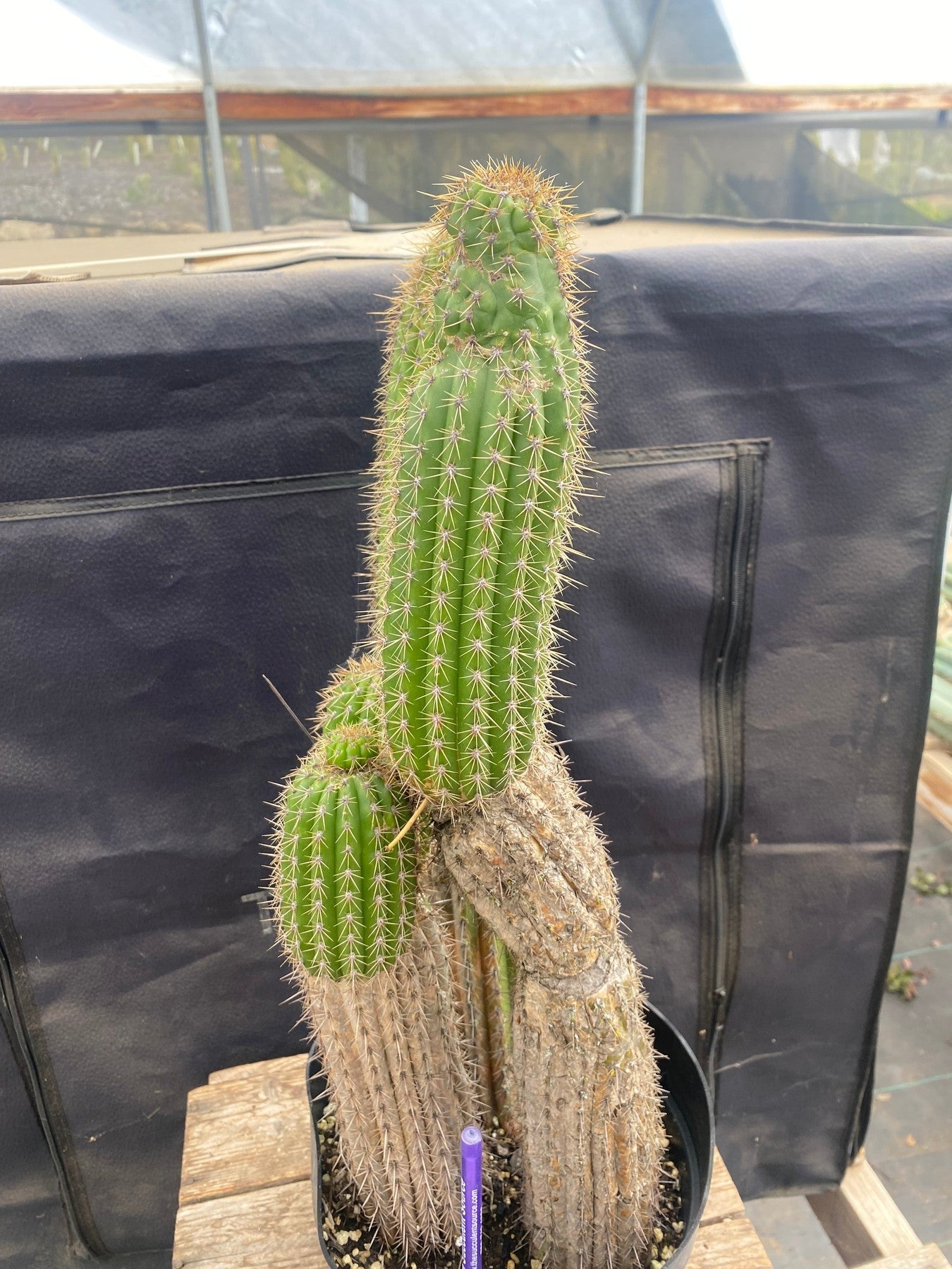 #EC27 EXACT Trichocereus Spacianus Golden Torch Cactus Cutting lot 18,18”-Cactus - Large - Exact-The Succulent Source