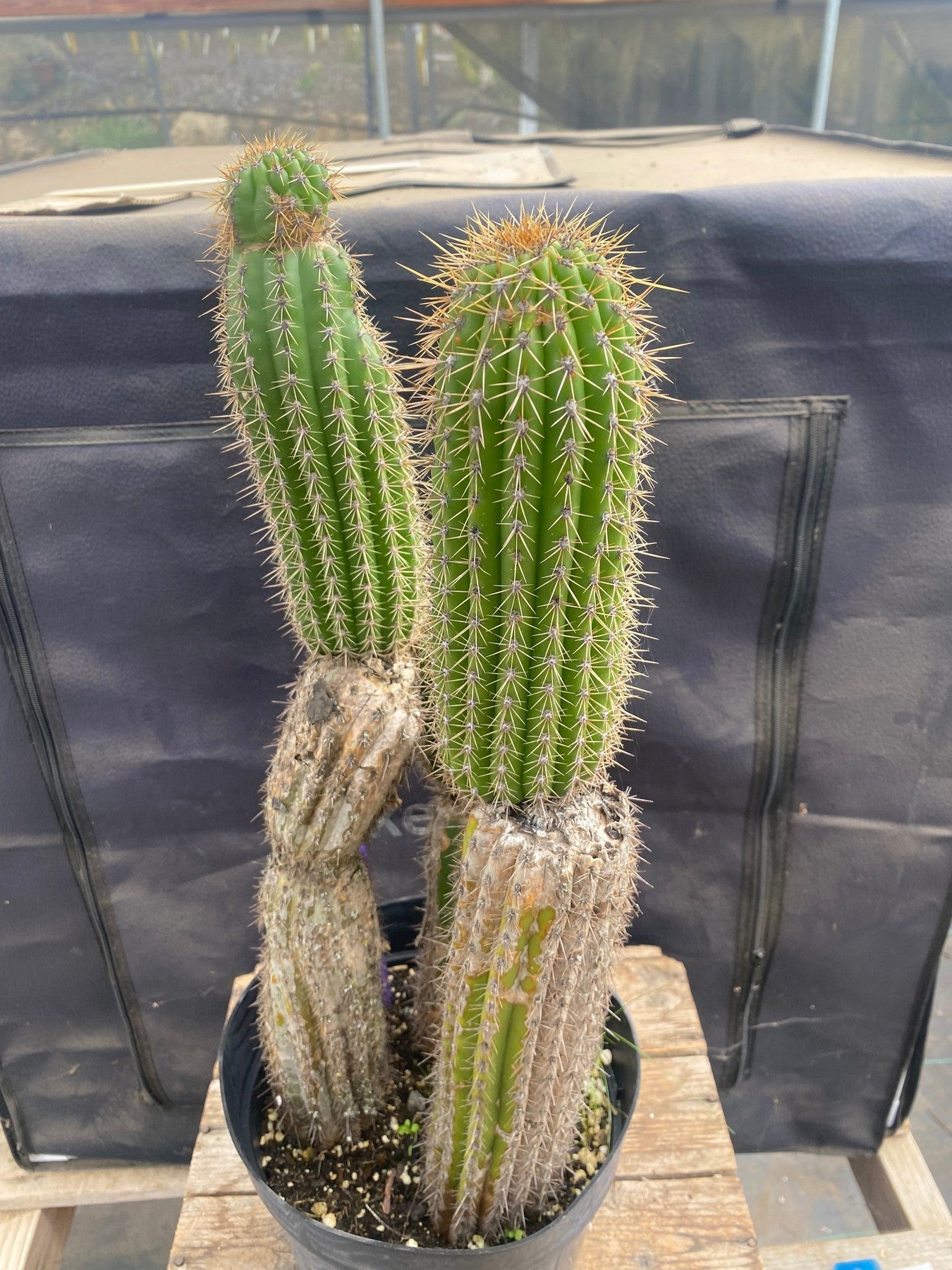 #EC27 EXACT Trichocereus Spacianus Golden Torch Cactus Cutting lot 18,18”-Cactus - Large - Exact-The Succulent Source