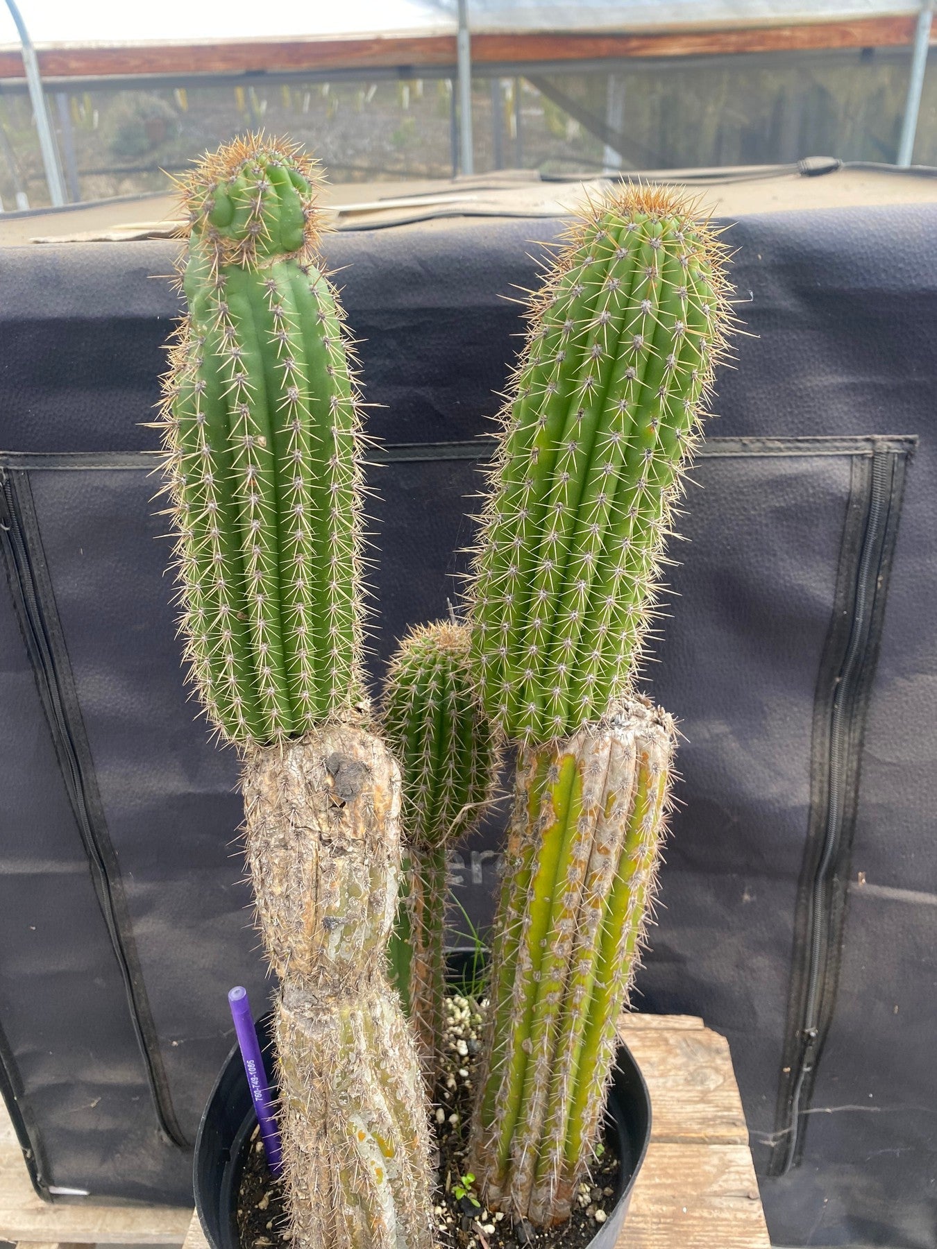 #EC27 EXACT Trichocereus Spacianus Golden Torch Cactus Cutting lot 18,18”-Cactus - Large - Exact-The Succulent Source