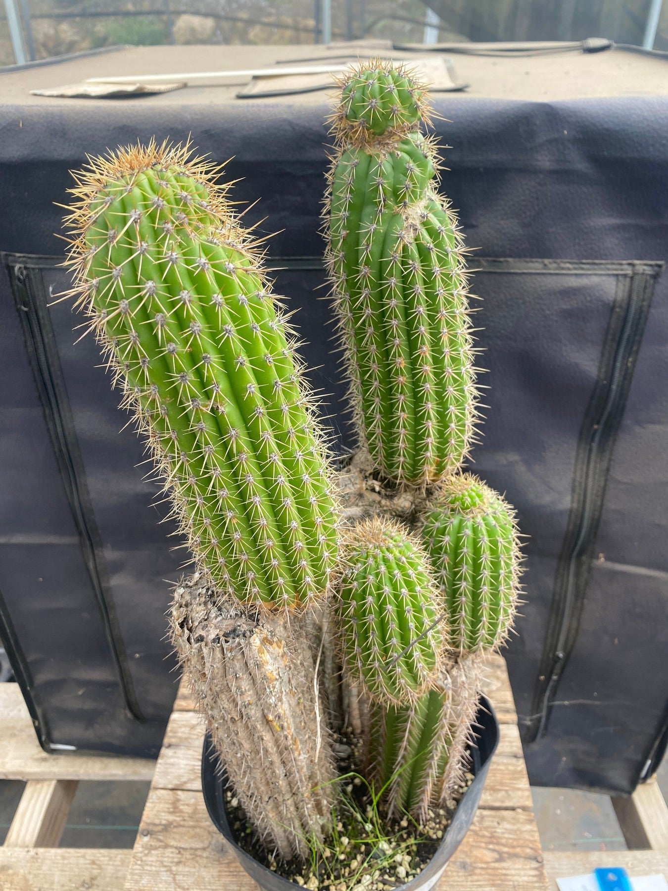 #EC27 EXACT Trichocereus Spacianus Golden Torch Cactus Cutting lot 18,18”-Cactus - Large - Exact-The Succulent Source