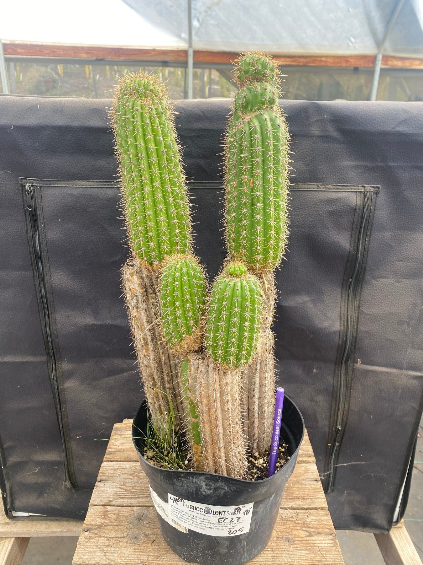 #EC27 EXACT Trichocereus Spacianus Golden Torch Cactus Cutting lot 18,18”-Cactus - Large - Exact-The Succulent Source