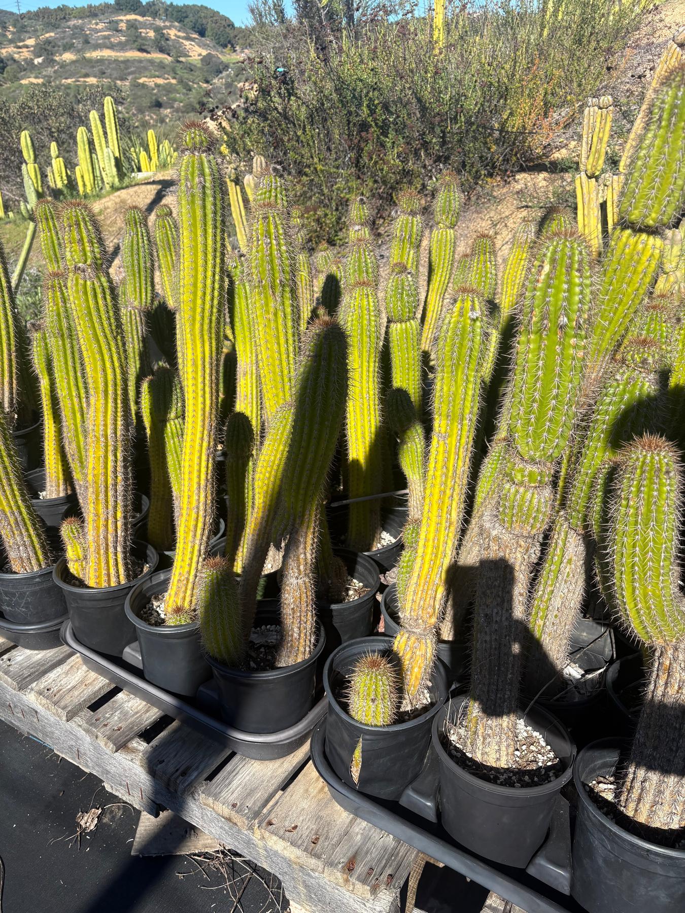 #EC27 EXACT Trichocereus Spacianus Golden Torch Cactus Potted w 30”+-Cactus - Large - Exact-The Succulent Source