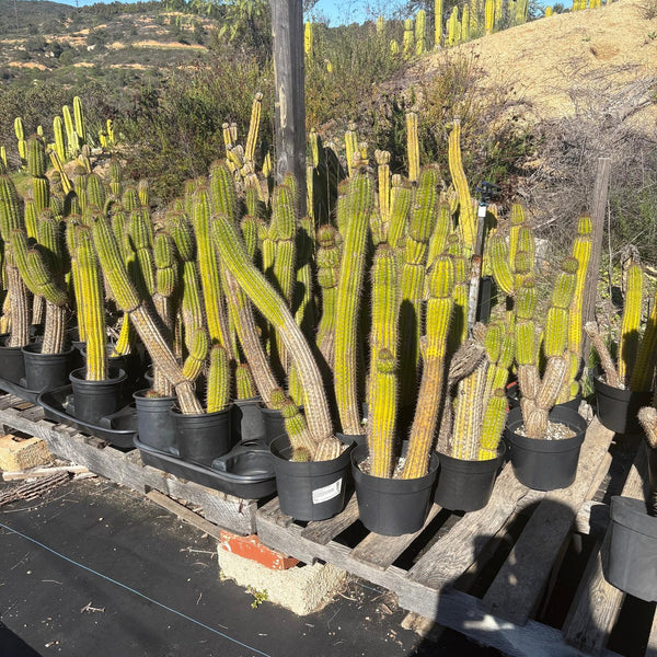 #EC27 EXACT Trichocereus Spacianus Golden Torch Cactus Potted w 30”+