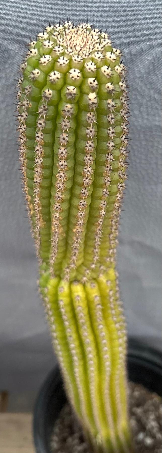 #EC270 EXACT Trichocereus Brevispinulosus Indian Comb Cactus 17.5”-Cactus - Large - Exact-The Succulent Source