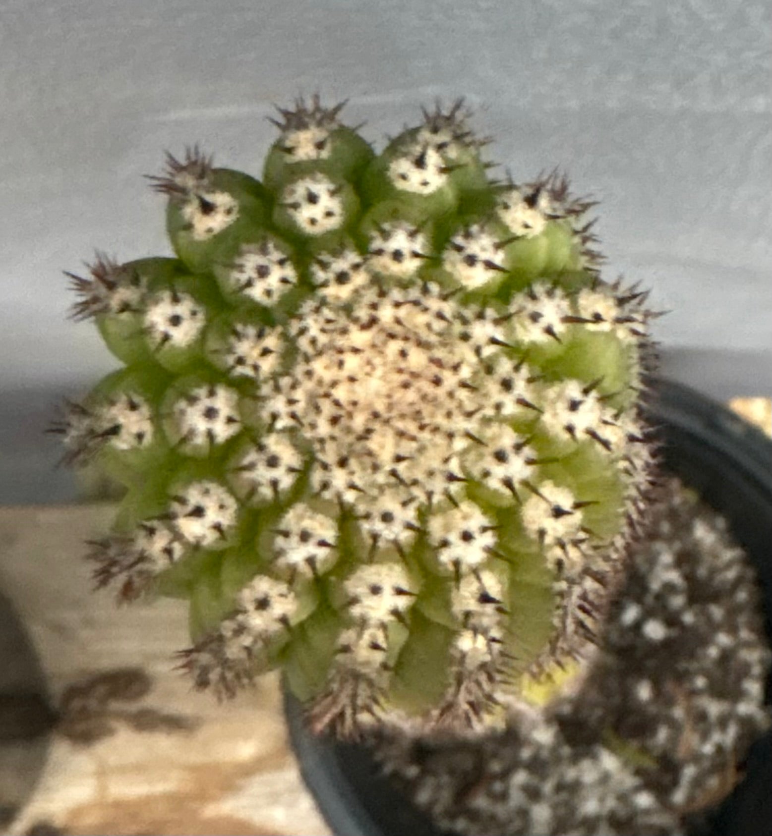 #EC270 EXACT Trichocereus Brevispinulosus Indian Comb Cactus 17.5”-Cactus - Large - Exact-The Succulent Source