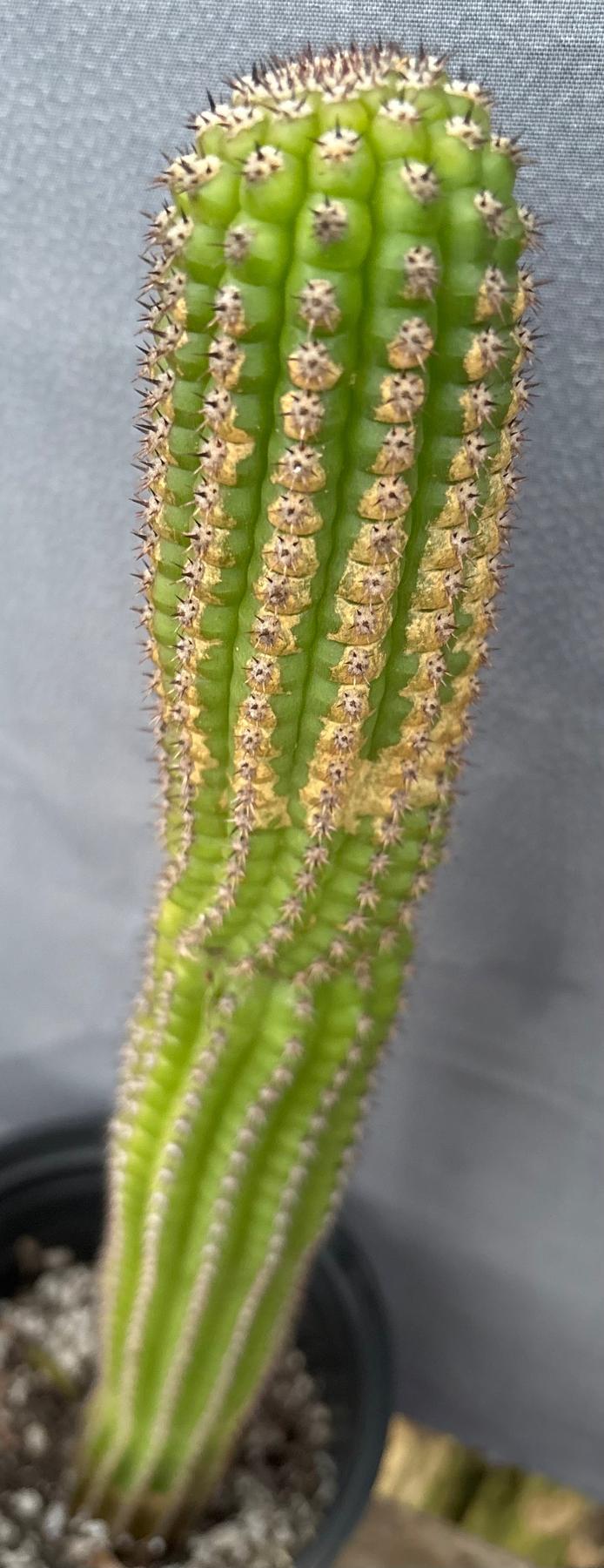 #EC270 EXACT Trichocereus Brevispinulosus Indian Comb Cactus 17.5”-Cactus - Large - Exact-The Succulent Source