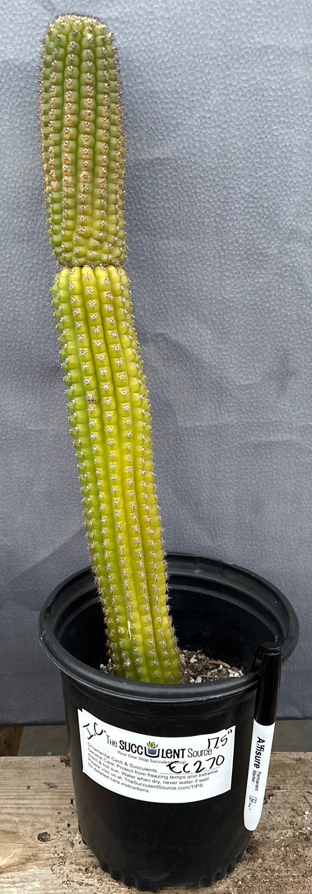 #EC270 EXACT Trichocereus Brevispinulosus Indian Comb Cactus 17.5”-Cactus - Large - Exact-The Succulent Source