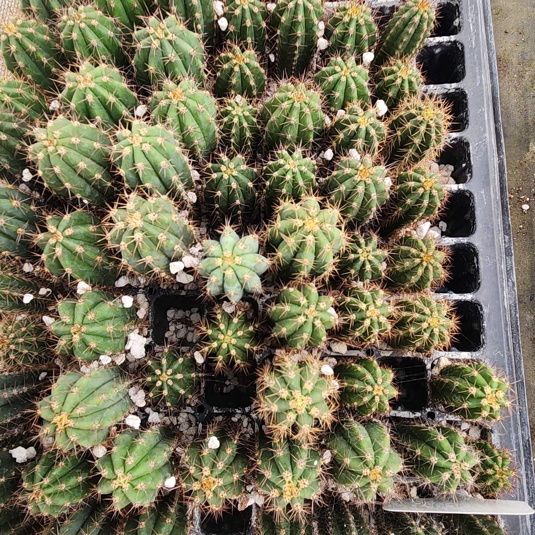 #EC271 EXACT Trichocereus Peruvianus Icaros OP Seedling Cactus 2-3"-Cactus - Large - Exact-The Succulent Source